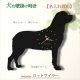 犬の時計 ロットワイラー／０１ 《名入れ彫刻可》